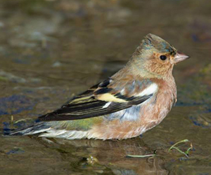 Бужирга (Дуулгат бужирга)